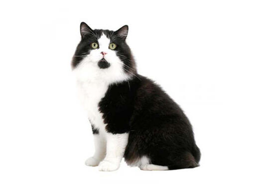 Cymric cat sales